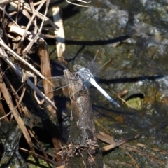 Orthetrum caledonicum (TBC) at Bluewater, QLD - 23 Mar 2022 by TerryS