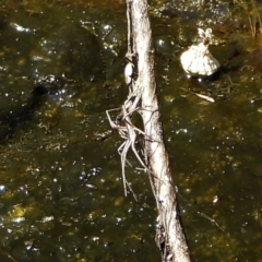 Unidentified Other hunting spider (TBC) at Bluewater, QLD - 23 Mar 2022 by TerryS