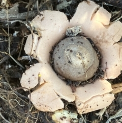 Unidentified Spore sac on a star-like base [earthstars] at Fentons Creek, VIC - 29 Jul 2022 by KL