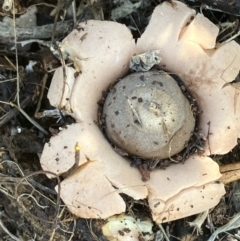 Geastrum sp. at Suttons Dam - 29 Jul 2022 by KL