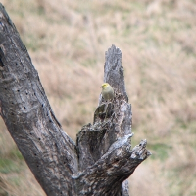 Ptilotula penicillata (White-plumed Honeyeater) at Mundarlo, NSW - 28 Jul 2022 by Darcy