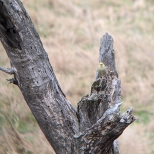 Ptilotula penicillata at Mundarlo, NSW - suppressed