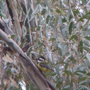 Falcunculus frontatus at Mundarlo, NSW - 28 Jul 2022