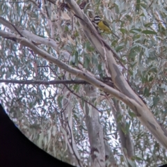 Falcunculus frontatus at Mundarlo, NSW - 28 Jul 2022