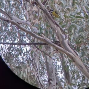 Falcunculus frontatus at Mundarlo, NSW - 28 Jul 2022 01:26 PM