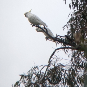 Cacatua galerita at Mundarlo, NSW - 28 Jul 2022 01:36 PM