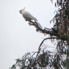 Cacatua galerita (Sulphur-crested Cockatoo) at Mundarlo, NSW - 28 Jul 2022 by Darcy