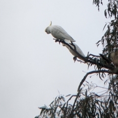 Cacatua galerita at Mundarlo, NSW - 28 Jul 2022 01:36 PM