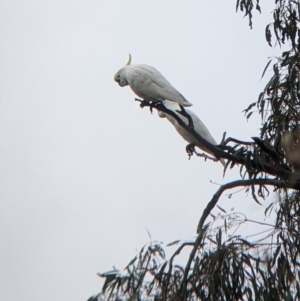 Cacatua galerita at Mundarlo, NSW - 28 Jul 2022 01:36 PM