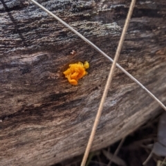Tremella mesenterica (Witch's Butter or Yellow Brain) at Kyeamba, NSW - 29 Jul 2022 by Darcy