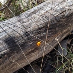 Tremella mesenterica at Kyeamba, NSW - 29 Jul 2022 11:27 AM