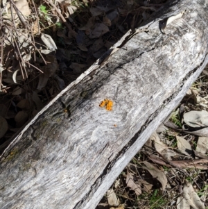 Tremella mesenterica at Kyeamba, NSW - 29 Jul 2022 11:27 AM