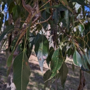 Brachychiton populneus at Kyeamba, NSW - 29 Jul 2022 11:32 AM