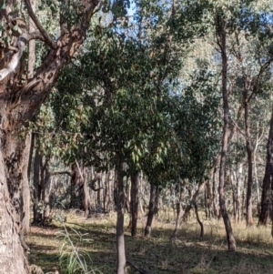 Brachychiton populneus at Kyeamba, NSW - 29 Jul 2022 11:32 AM