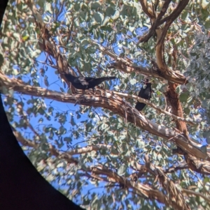 Corcorax melanorhamphos at Kyeamba, NSW - 29 Jul 2022