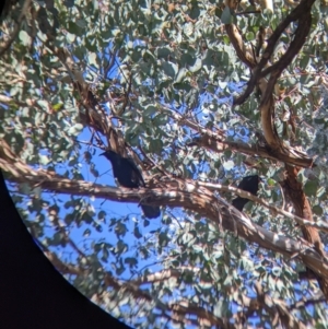 Corcorax melanorhamphos at Kyeamba, NSW - 29 Jul 2022 11:57 AM