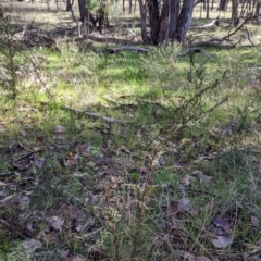Xerochrysum viscosum (Sticky Everlasting) at Kyeamba, NSW - 29 Jul 2022 by Darcy
