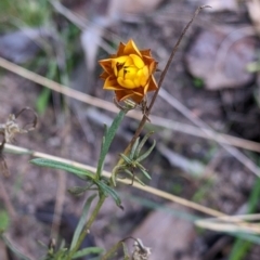 Xerochrysum viscosum at Kyeamba, NSW - 29 Jul 2022 11:58 AM