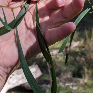 Acacia implexa at Kyeamba, NSW - 29 Jul 2022