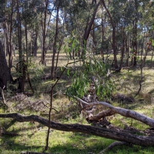 Acacia implexa at Kyeamba, NSW - 29 Jul 2022