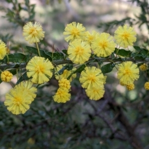 Acacia paradoxa at Kyeamba, NSW - 29 Jul 2022