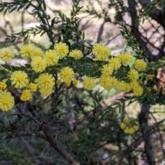 Acacia paradoxa at Kyeamba, NSW - 29 Jul 2022