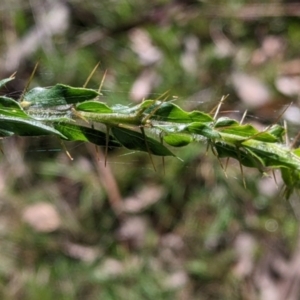 Acacia paradoxa at Kyeamba, NSW - 29 Jul 2022