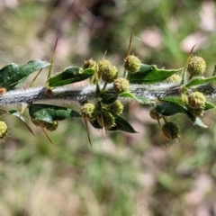 Acacia paradoxa at Kyeamba, NSW - 29 Jul 2022