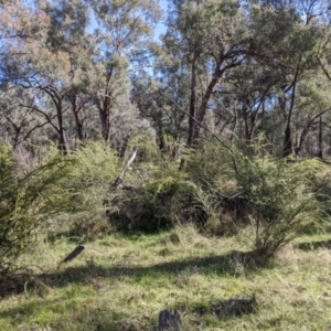 Acacia paradoxa at Kyeamba, NSW - 29 Jul 2022