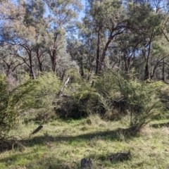 Acacia paradoxa at Kyeamba, NSW - 29 Jul 2022