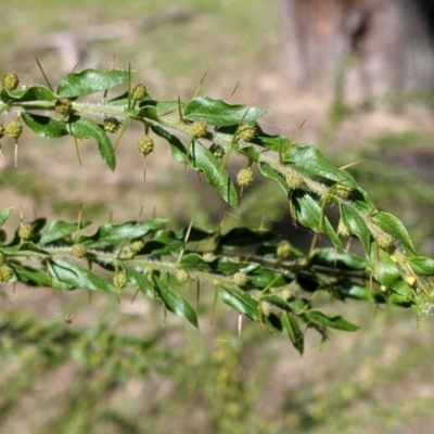 Acacia paradoxa (Kangaroo Thorn) at Kyeamba, NSW - 29 Jul 2022 by Darcy
