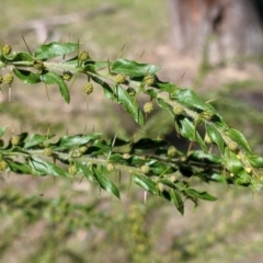 Acacia paradoxa (Kangaroo Thorn) at Kyeamba, NSW - 29 Jul 2022 by Darcy