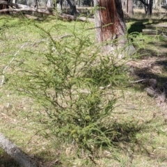 Acacia paradoxa at Kyeamba, NSW - 29 Jul 2022