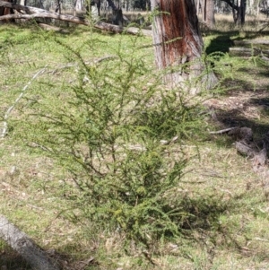 Acacia paradoxa at Kyeamba, NSW - 29 Jul 2022