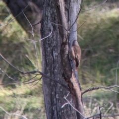 Climacteris picumnus (Brown Treecreeper) at Kyeamba, NSW - 29 Jul 2022 by Darcy