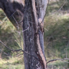 Climacteris picumnus victoriae at Kyeamba, NSW - 29 Jul 2022 12:05 PM