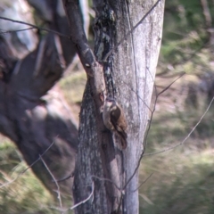 Climacteris picumnus victoriae at Kyeamba, NSW - 29 Jul 2022 12:05 PM