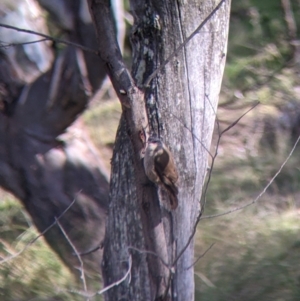 Climacteris picumnus victoriae at Kyeamba, NSW - 29 Jul 2022 12:05 PM