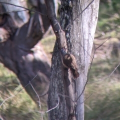 Climacteris picumnus victoriae at Kyeamba, NSW - 29 Jul 2022 12:05 PM