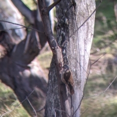 Climacteris picumnus at Kyeamba, NSW - 29 Jul 2022