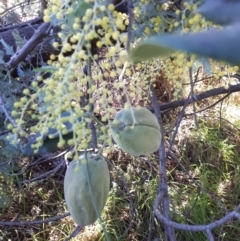 Araujia sericifera (Moth Plant) at Kaleen, ACT - 29 Jul 2022 by EricZurcher