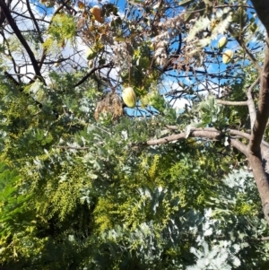 Araujia sericifera at Kaleen, ACT - 29 Jul 2022