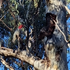 Callocephalon fimbriatum (Gang-gang Cockatoo) at Bruce, ACT - 28 Jul 2022 by jhotchin