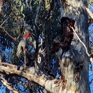 Callocephalon fimbriatum at Bruce, ACT - suppressed