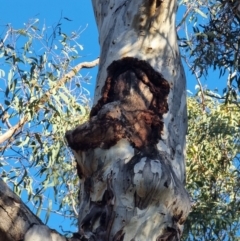 Callocephalon fimbriatum at Bruce, ACT - suppressed