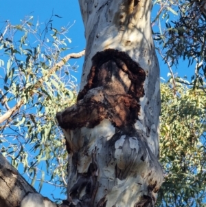 Callocephalon fimbriatum at Bruce, ACT - suppressed