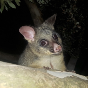 Trichosurus vulpecula at Kambah, ACT - 29 Jul 2022 08:57 PM