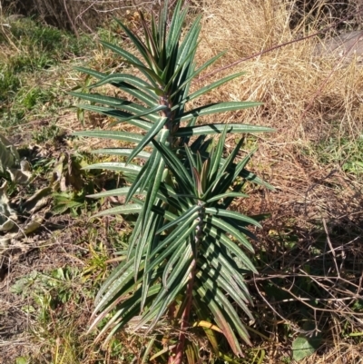 Euphorbia lathyris (Caper Spurge) at Paddys River, ACT - 30 Jul 2022 by michaelb