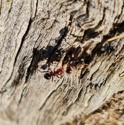 Papyrius sp. (genus) (A Coconut Ant) at Callum Brae - 29 Jul 2022 by Mike