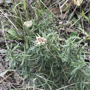 Xerochrysum viscosum at Garran, ACT - 29 Jul 2022 03:59 PM